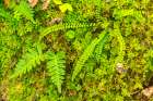 Slovenia, Soca River Valley, Triglav National Park. Close-up of ferns. Art Print